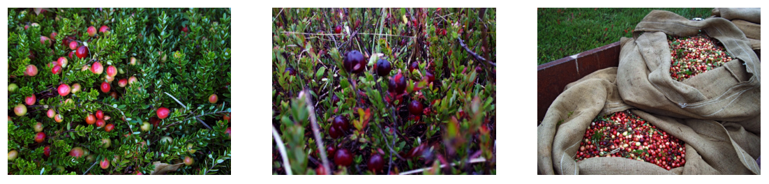 cranberry farm tours